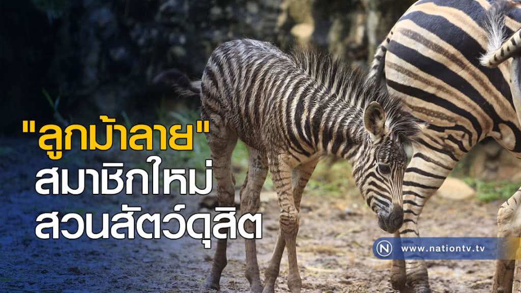 สวนสัตว์ดุสิต ได้สมาชิกใหม่ "ลูกม้าลาย" สวนสัตว์ดุสิต ได้สมาชิกใหม่ "ลูกม้าลาย"