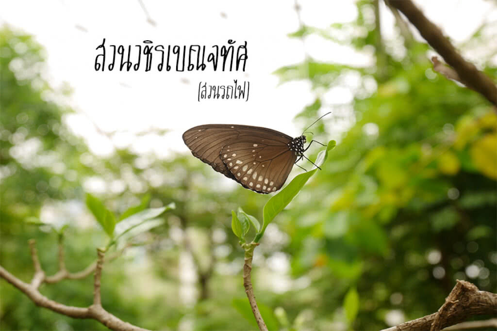 หลบร้อน มาผ่อนคลาย ณ สวนวชิรเบญจทัศ หลบร้อน มาผ่อนคลาย ณ สวนวชิรเบญจทัศ