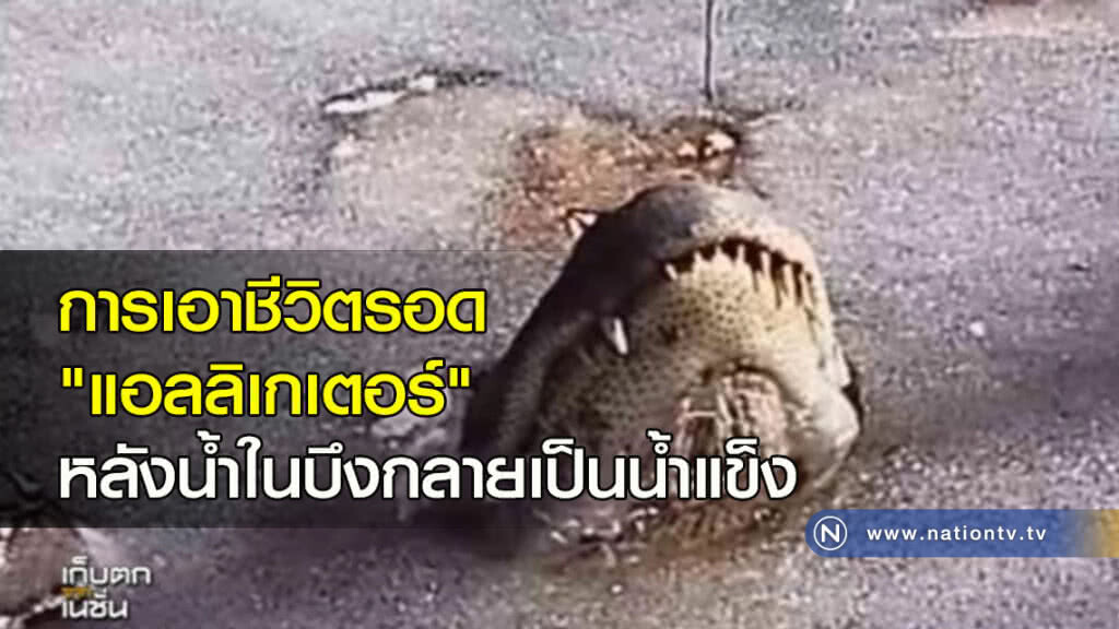 การเอาชีวิตรอดของ "แอลลิเกเตอร์" หลังน้ำในบึงกลายเป็นน้ำแข็ง