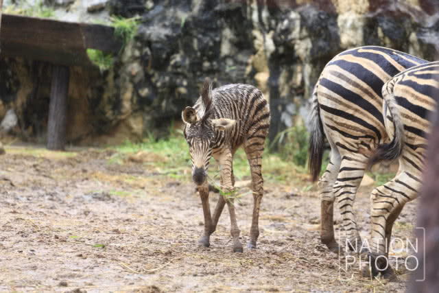 สวนสัตว์ดุสิต ได้สมาชิกใหม่ "ลูกม้าลาย"