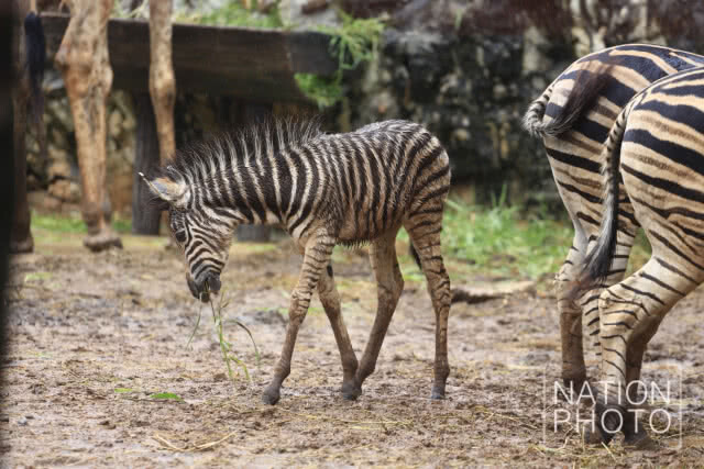 สวนสัตว์ดุสิต ได้สมาชิกใหม่ "ลูกม้าลาย"