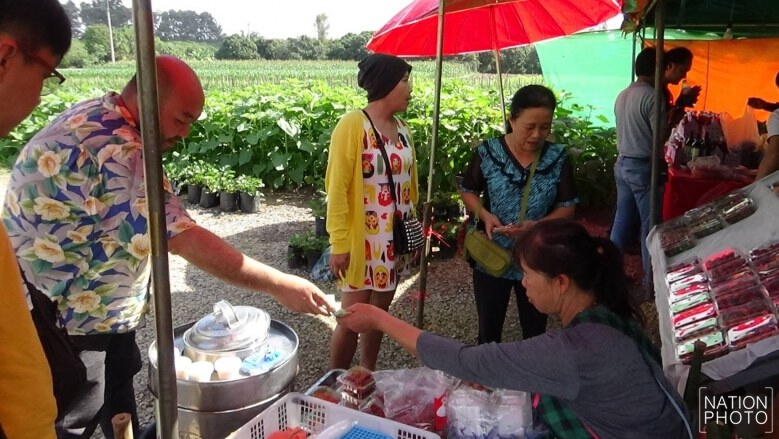 ปลูกสตรอว์เบอร์รี่ สร้างรายได้งาม!