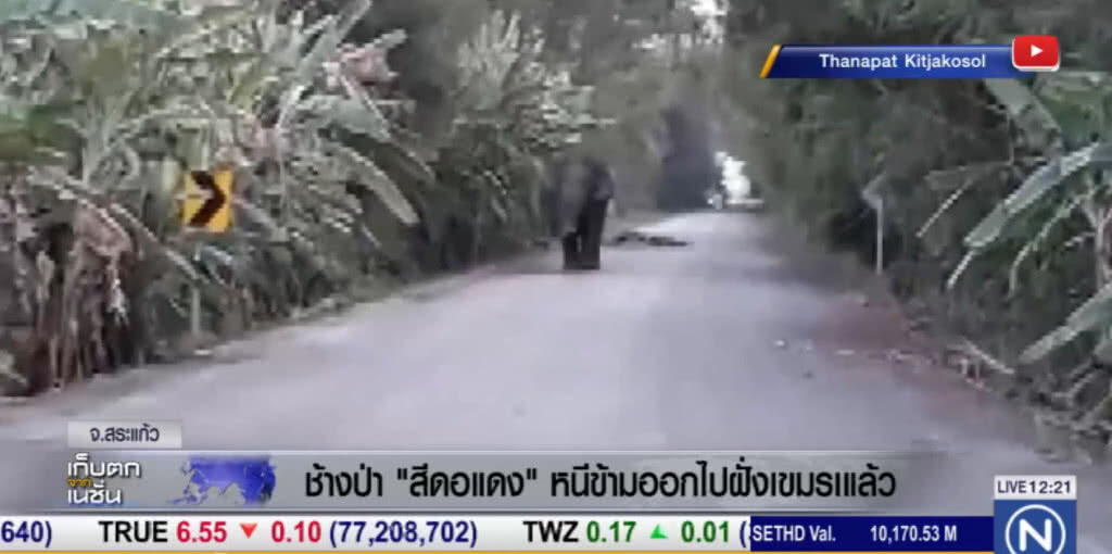 ช้างป่า "สีดอแดง" หนีข้ามฝั่งไปเขมรแล้ว