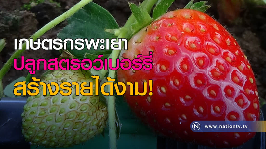 ปลูกสตรอว์เบอร์รี่ สร้างรายได้งาม!