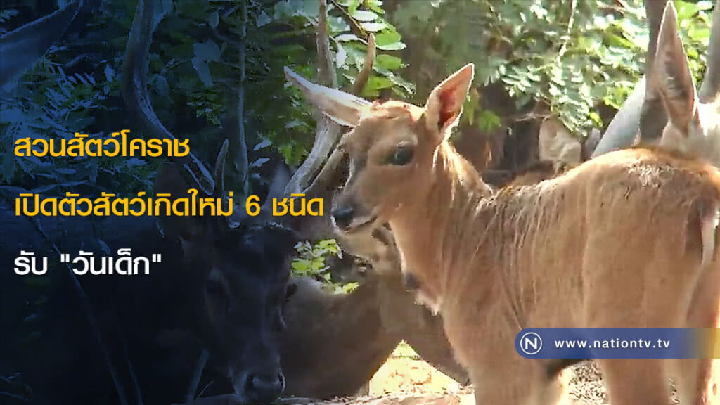 สวนสัตว์โคราช เปิดตัวสัตว์เกิดใหม่ 6 ชนิด รับ "วันเด็ก" สวนสัตว์โคราช เปิดตัวสัตว์เกิดใหม่ 6 ชนิด รับ "วันเด็ก"