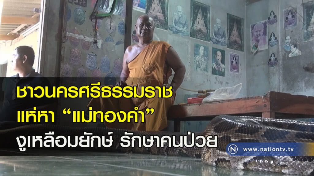 ชาวนครศรีธรรมราช แห่หา "แม่ทองคำ" งูเหลือมยักษ์ รักษาคนป่วย ชาวนครศรีธรรมราช แห่หา "แม่ทองคำ" งูเหลือมยักษ์ รักษาคนป่วย