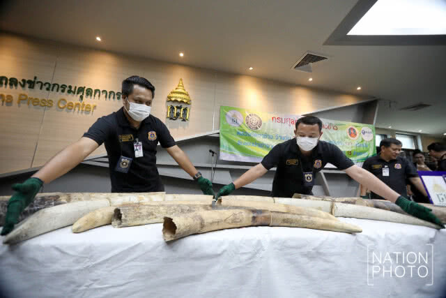 ยึดงาช้างลักลอบนำเข้าจากไนจีเรีย 148 กก. มูลค่ากว่า 15 ล้าน