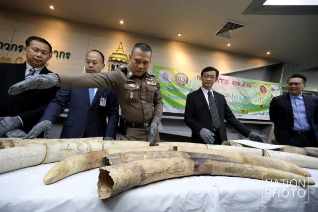 ยึดงาช้างลักลอบนำเข้าจากไนจีเรีย 148 กก. มูลค่ากว่า 15 ล้าน