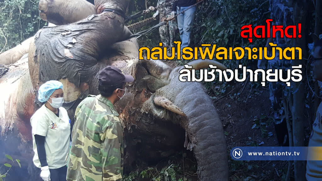 สุดโหด! ถล่มไรเฟิลเจาะเบ้าตา ล้มช้างป่ากุยบุรี