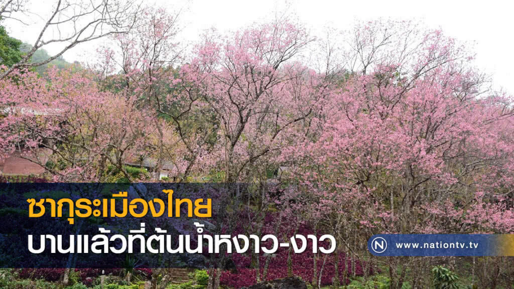 ซากุระเมืองไทยบานแล้วที่ต้นน้ำหงาว-งาว ซากุระเมืองไทยบานแล้วที่ต้นน้ำหงาว-งาว