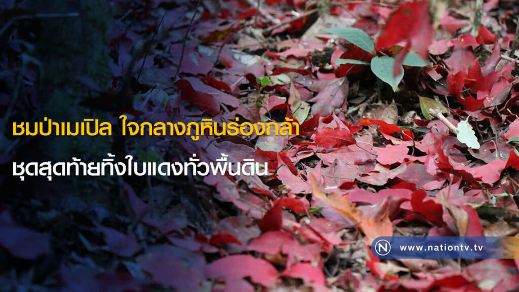 ชมป่าเมเปิล ใจกลางภูหินร่องกล้า ชุดสุดท้ายทิ้งใบแดงทั่วพื้นดิน