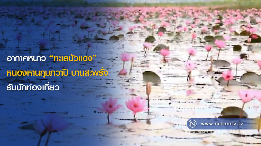 อากาศหนาว "ทะเลบัวแดง" หนองหานกุมภวาปี บานสะพรั่งรับนักท่องเที่ยว อากาศหนาว "ทะเลบัวแดง" หนองหานกุมภวาปี บานสะพรั่งรับนักท่องเที่ยว