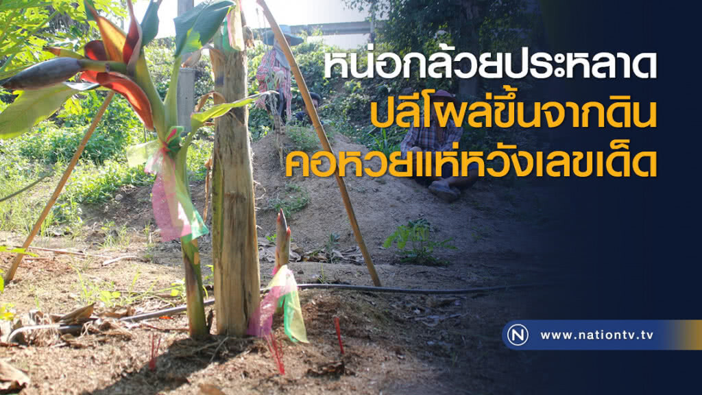 หน่อกล้วยประหลาดปลีโผล่ขึ้นจากดินคอหวยแห่หวังเลขเด็ด
