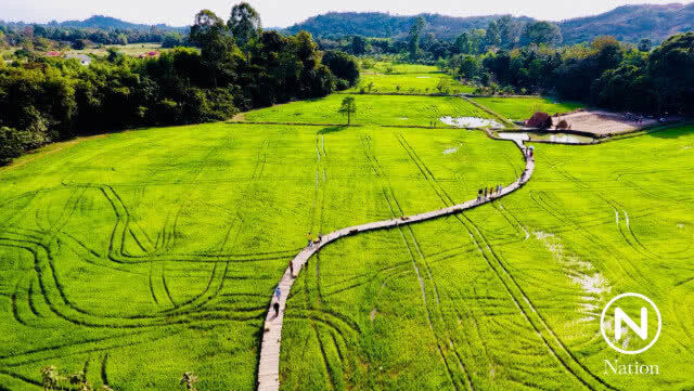 "สะพานไม้ไผ่ทุ่งนามุ้ย" Unseen แห่งใหม่ของนครนายก
