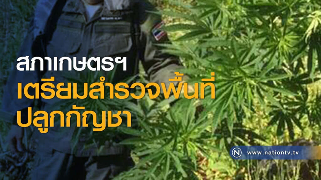 สภาเกษตรฯ เตรียมสำรวจพื้นที่ปลูกกัญชา สภาเกษตรฯ เตรียมสำรวจพื้นที่ปลูกกัญชา
