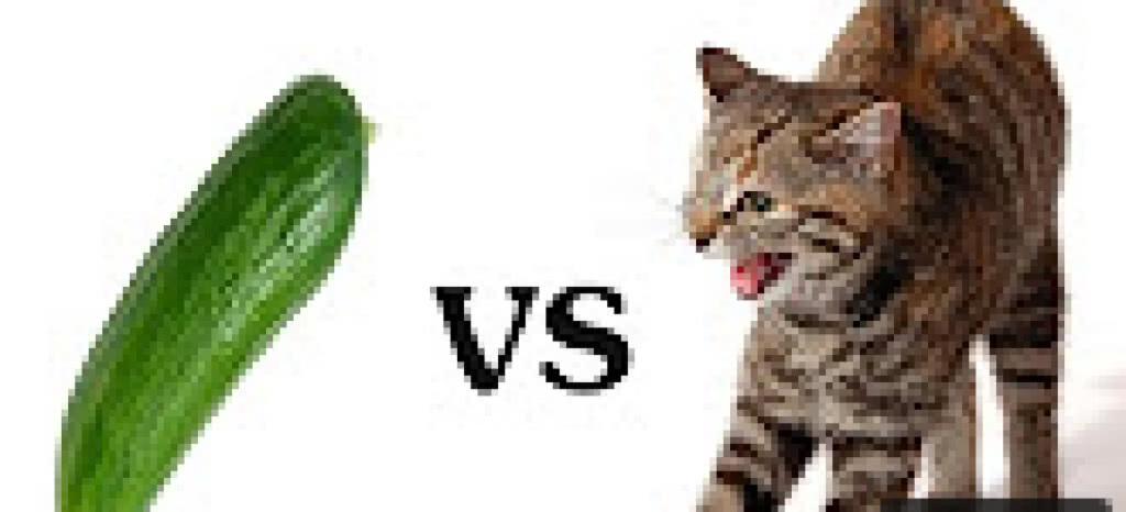 แมว VS แตงกวา