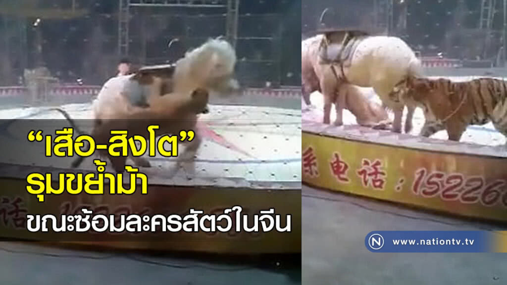 เสือกับสิงโต รุมขย้ำม้า ขณะซ้อมละครสัตว์ในจีน เสือกับสิงโต รุมขย้ำม้า ขณะซ้อมละครสัตว์ในจีน