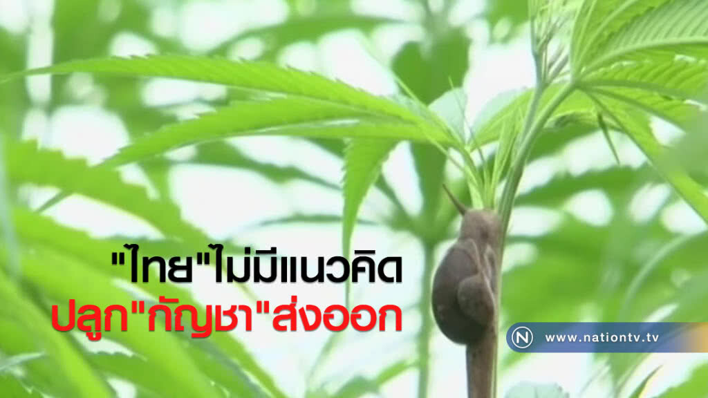 "ไทย"ไม่มีแนวคิด
ปลูก"กัญชา"ส่งออก "ไทย"ไม่มีแนวคิด
ปลูก"กัญชา"ส่งออก