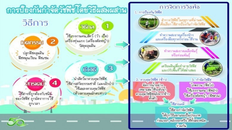แนะเกษตรกรป้องกันกำจัดวัชพืชแบบผสมผสาน แนะเกษตรกรป้องกันกำจัดวัชพืชแบบผสมผสาน