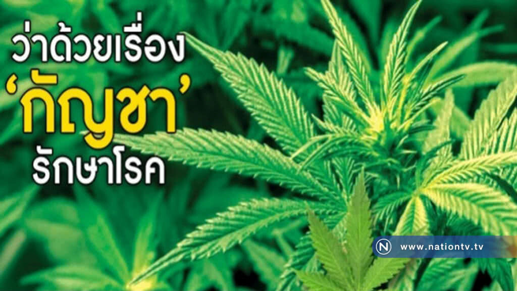 ว่าด้วยเรื่อง "กัญชา" รักษาโรค หลังสธ.ปลดล็อกพ้น "ยาเสพติด" 