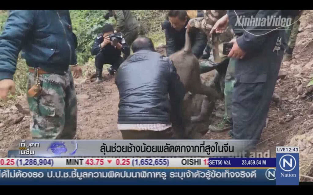 ลุ้นช้างน้อยพลัดตกจากที่สูงในจีน ลุ้นช้างน้อยพลัดตกจากที่สูงในจีน