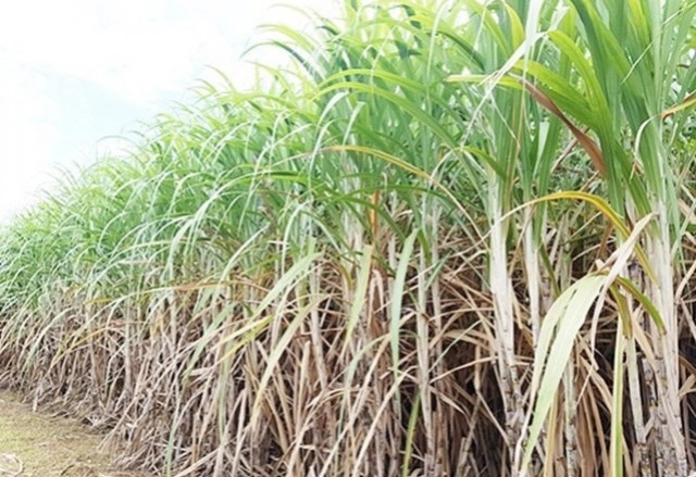 แนะเกษตรกรป้องกันกำจัดวัชพืชแบบผสมผสาน