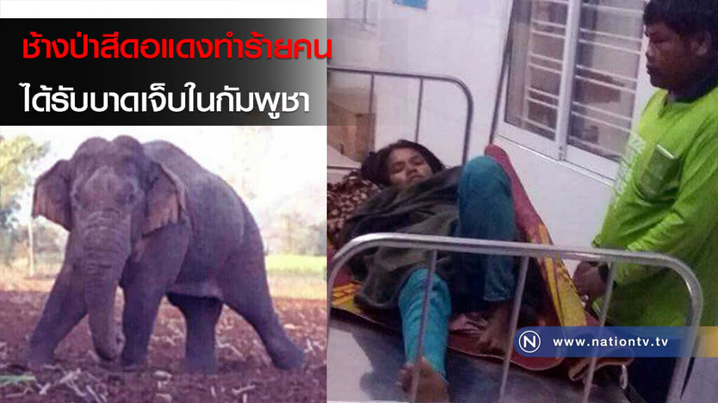 ช้างป่าสีดอแดงทำร้ายคนได้รับบาดเจ็บในกัมพูชา