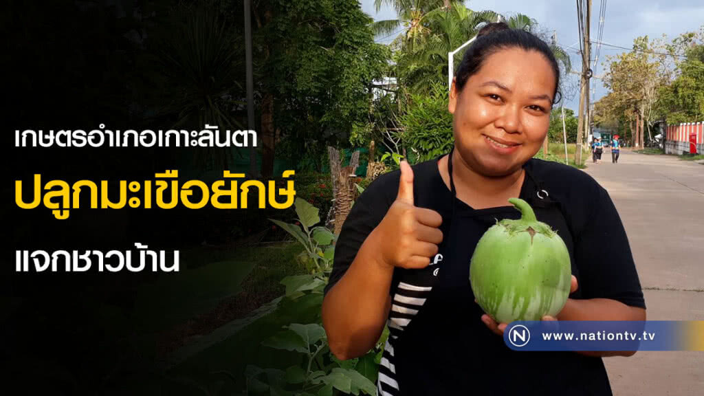 เกษตรอำเภอเกาะลันตาปลูกมะเขือยักษ์แจกชาวบ้าน เกษตรอำเภอเกาะลันตาปลูกมะเขือยักษ์แจกชาวบ้าน