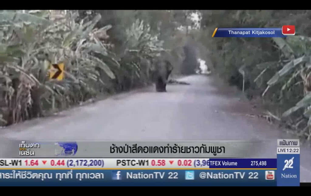 ช้างป่าสีดอแดง ทำร้ายชาวกัมพูชา ช้างป่าสีดอแดง ทำร้ายชาวกัมพูชา