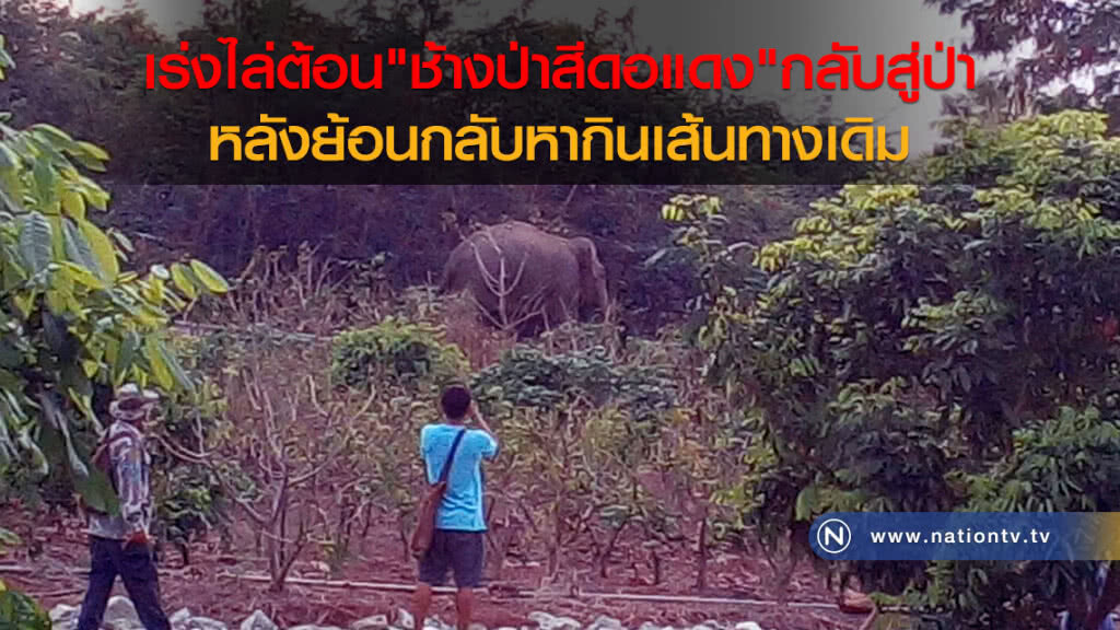 เร่งไล่ต้อนผลักดันช้างป่าสีดอแดงกลับสู่ป่า หลังย้อนกลับไปหากินเส้นทางเดิม
