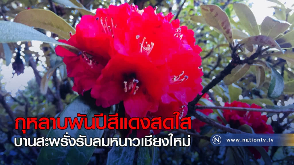 กุหลาบพันปีสีแดงสดใส บานสะพรั่งรับลมหนาวเชียงใหม่ กุหลาบพันปีสีแดงสดใส บานสะพรั่งรับลมหนาวเชียงใหม่