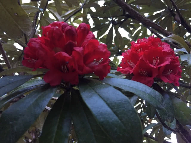 กุหลาบพันปีสีแดงสดใส บานสะพรั่งรับลมหนาวเชียงใหม่