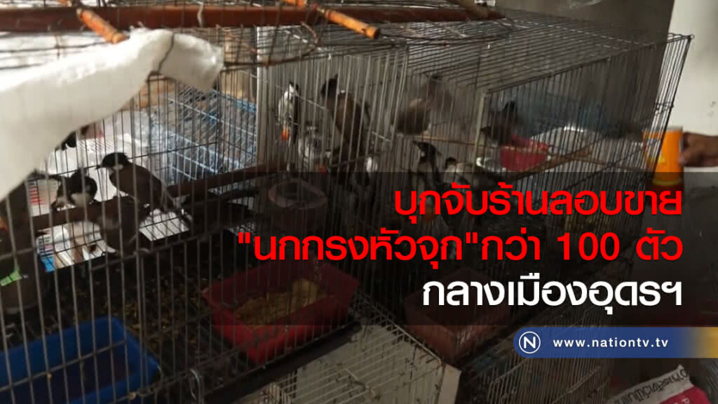 บุกจับร้านลอบขายนกกรงหัวจุก100ตัวกลางเมืองอุดร บุกจับร้านลอบขายนกกรงหัวจุก100ตัวกลางเมืองอุดร