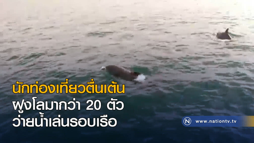 นักท่องเที่ยวตื่นเต้น ฝูงโลมากว่า 20 ตัว ว่ายน้ำเล่นรอบเรือ นักท่องเที่ยวตื่นเต้น ฝูงโลมากว่า 20 ตัว ว่ายน้ำเล่นรอบเรือ