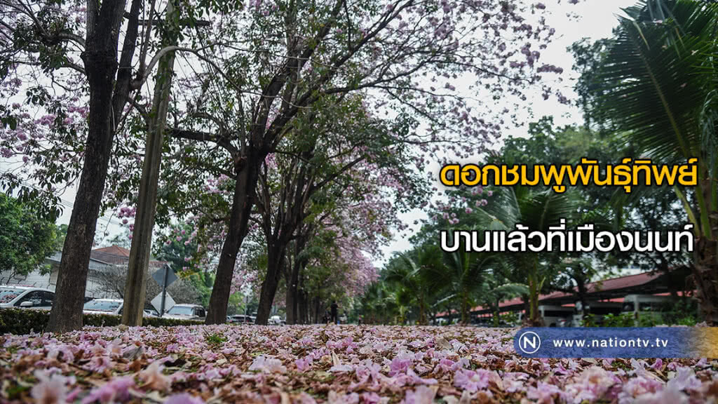 (ภาพชุด) ดอกชมพูพันธุ์ทิพย์ บานแล้วที่เมืองนนท์ (ภาพชุด) ดอกชมพูพันธุ์ทิพย์ บานแล้วที่เมืองนนท์
