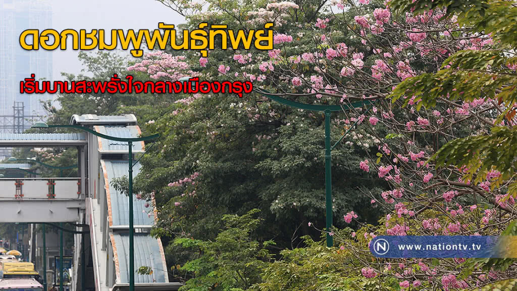 ดอกชมพูพันธุ์ทิพย์ เริ่มบานสะพรั่งใจกลางเมืองกรุง
