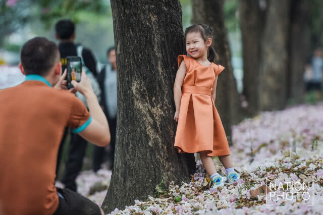 (ภาพชุด) ดอกชมพูพันธุ์ทิพย์ บานแล้วที่เมืองนนท์