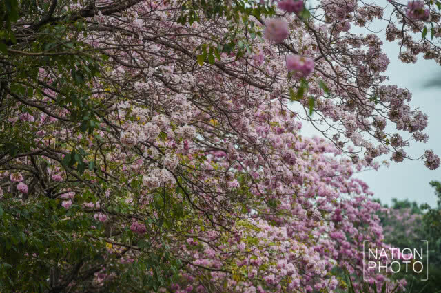 (ภาพชุด) ดอกชมพูพันธุ์ทิพย์ บานแล้วที่เมืองนนท์