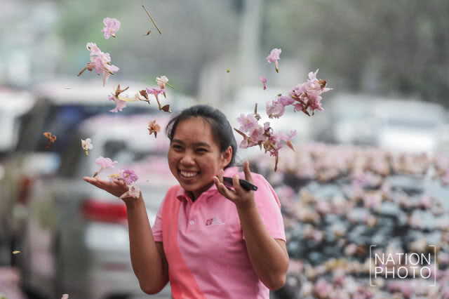 (ภาพชุด) ดอกชมพูพันธุ์ทิพย์ บานแล้วที่เมืองนนท์
