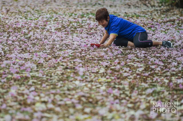 (ภาพชุด) ดอกชมพูพันธุ์ทิพย์ บานแล้วที่เมืองนนท์