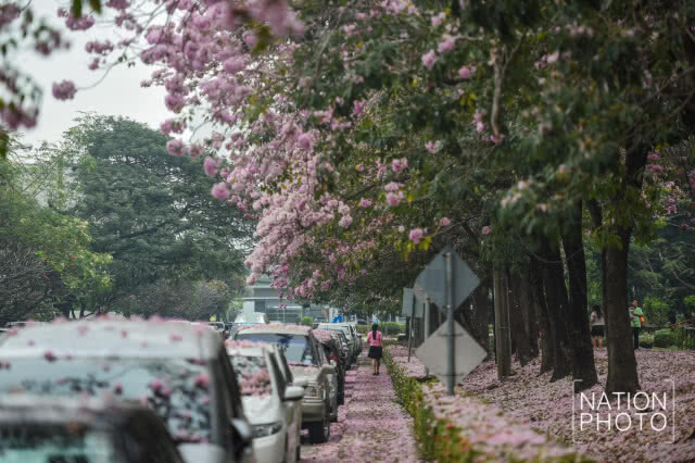(ภาพชุด) ดอกชมพูพันธุ์ทิพย์ บานแล้วที่เมืองนนท์