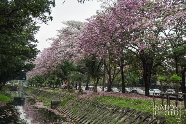 (ภาพชุด) ดอกชมพูพันธุ์ทิพย์ บานแล้วที่เมืองนนท์