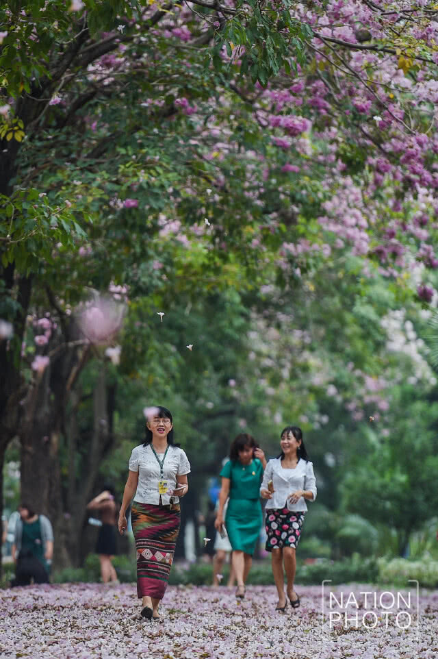(ภาพชุด) ดอกชมพูพันธุ์ทิพย์ บานแล้วที่เมืองนนท์