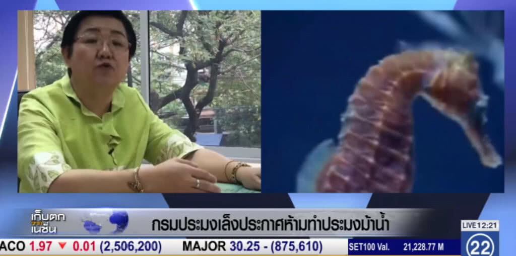 กรมประมงเตรียมห้ามทำประมงม้าน้ำครั้งแรกในไทย กรมประมงเตรียมห้ามทำประมงม้าน้ำครั้งแรกในไทย