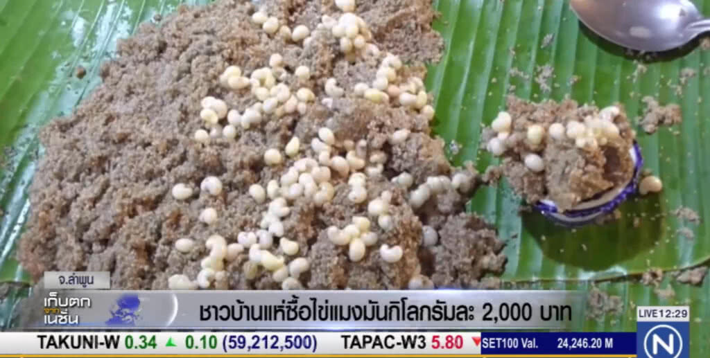 เปิบพิสดาร "ไข่แมงมัน" ชาวบ้านแห่ซื้อกิโลละ 2 พัน