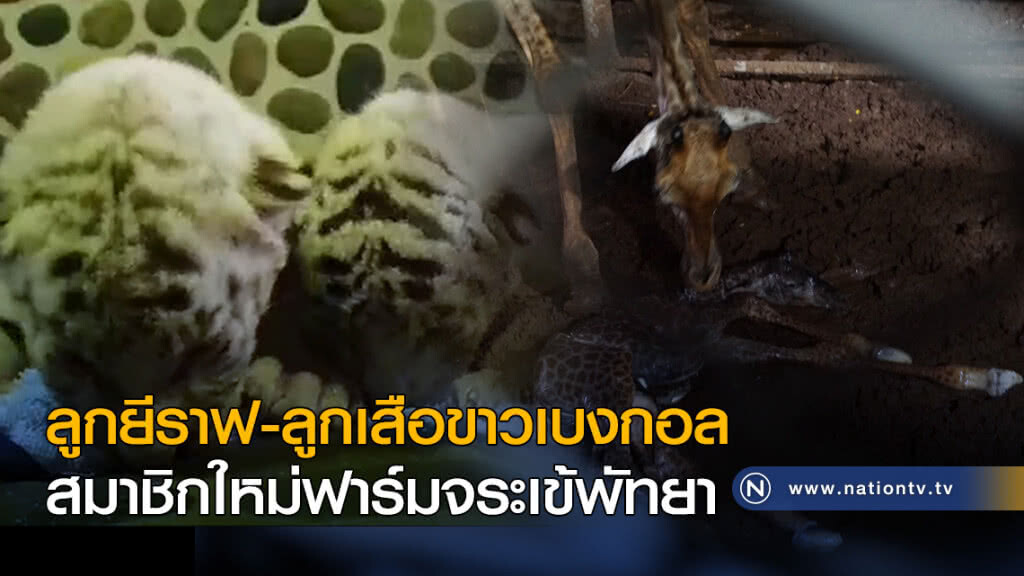 ลูกยีราฟ-ลูกเสือขาวเบงกอล สมชิกใหม่ฟาร์มจระเข้พัทยา ลูกยีราฟ-ลูกเสือขาวเบงกอล สมชิกใหม่ฟาร์มจระเข้พัทยา