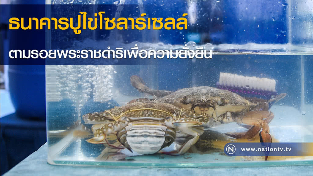 ธนาคารปูไข่โซลาร์เซลล์ ตามรอยพระราชดำริเพื่อความยั่งยืน