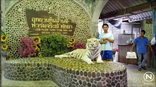 ลูกยีราฟ-ลูกเสือขาวเบงกอล สมชิกใหม่ฟาร์มจระเข้พัทยา