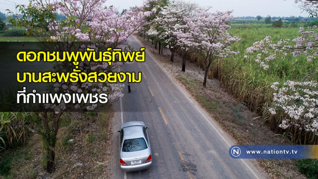 ดอกชมพูพันธุ์ทิพย์บานสะพรั่งสวยงาม ที่กำแพงเพชร ดอกชมพูพันธุ์ทิพย์บานสะพรั่งสวยงาม ที่กำแพงเพชร