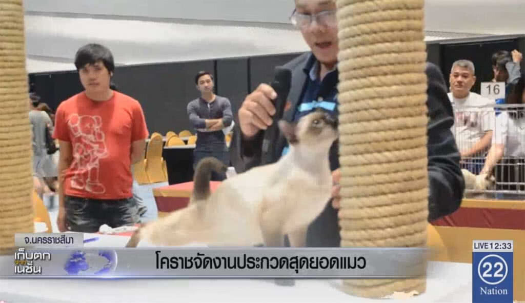 โคราชจัดงานประกวดสุดยอดแมว โคราชจัดงานประกวดสุดยอดแมว